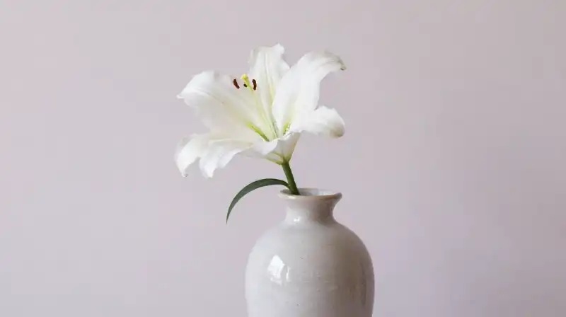 A single white lily rests in a ceramic vase
