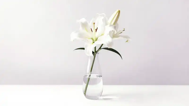 Cover Image of the Post